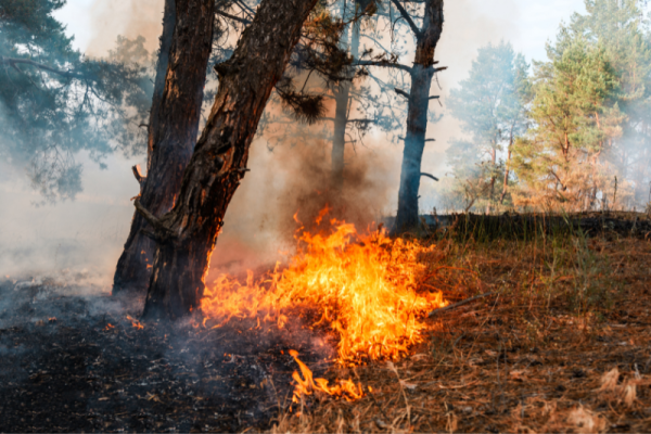  Dichiarazione Stato Massima pericolosità incendi boschivi su tutto il territorio regionale 